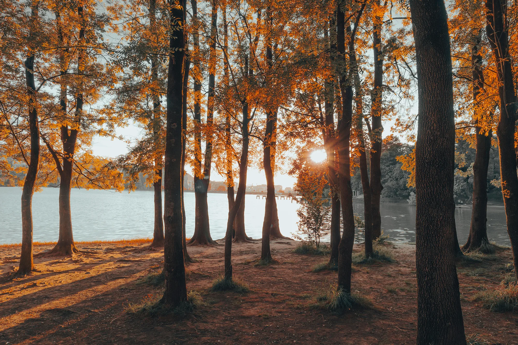 Forêt